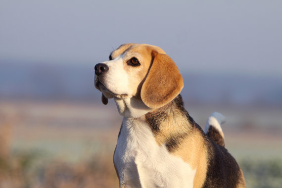 übergewichtiger Beagle