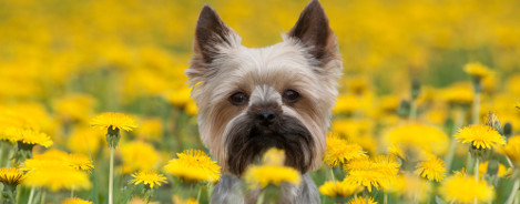 Yorkshire Terrier