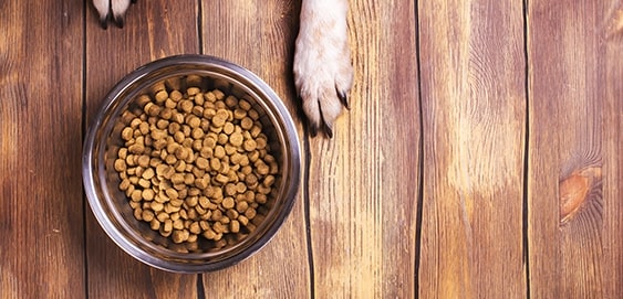 Hund mit futalis Futter