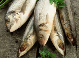 Fischöl
