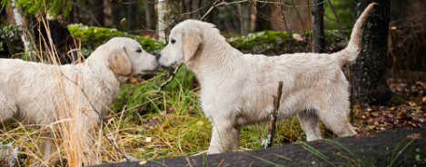 zwei gesunde Golden Retriever