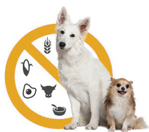 Hundefutter ohne Allergene