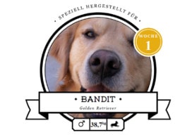 Golden Retriever Futter Bewertung