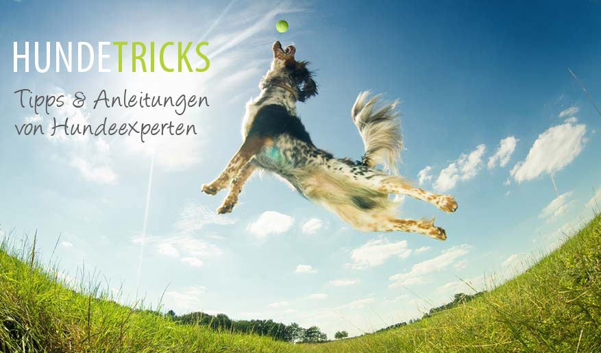 Hundetricks E-Book