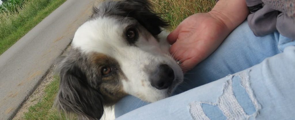letzte Prüfung für Border Collie Matze