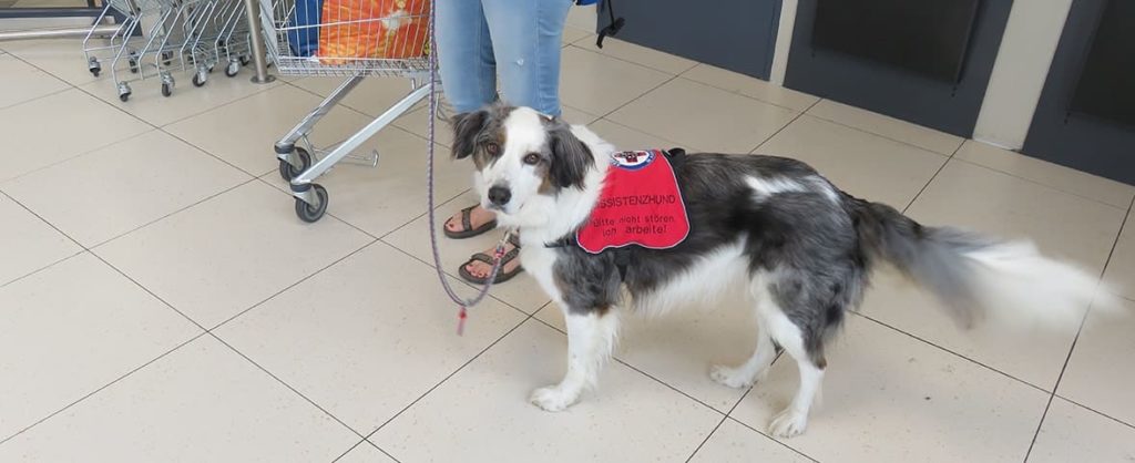 Neunter Tagebucheintrag für Assistenzhund Matze und Nicole