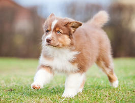 Hund Kommando "Hier" beibringen