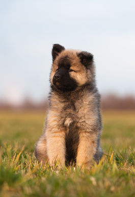 Kommando "Sitz" Ihrem Hund beibringen