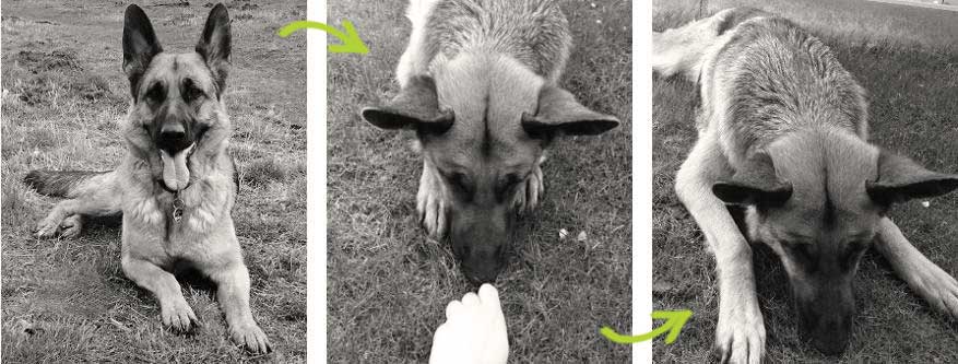 Hundetrick Müde