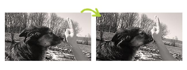 Annas Hundetrick