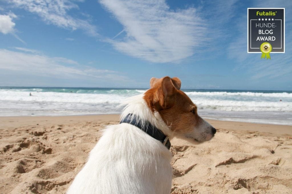 Hundeblog des Monats Juni 2017