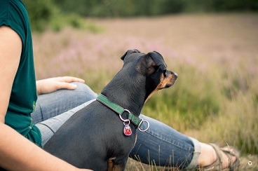 Hundeblog des Monats Juli 2017