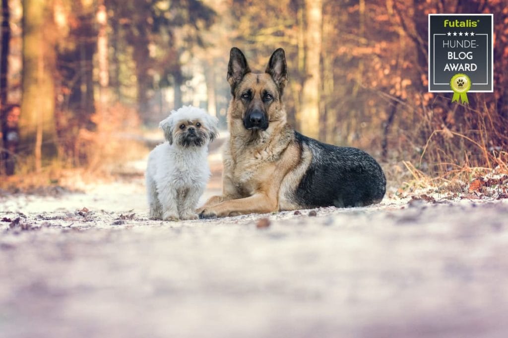 Hundeblog des Monats April 2017