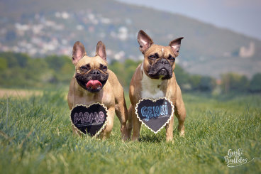 Hundeblog des Monats August 2017