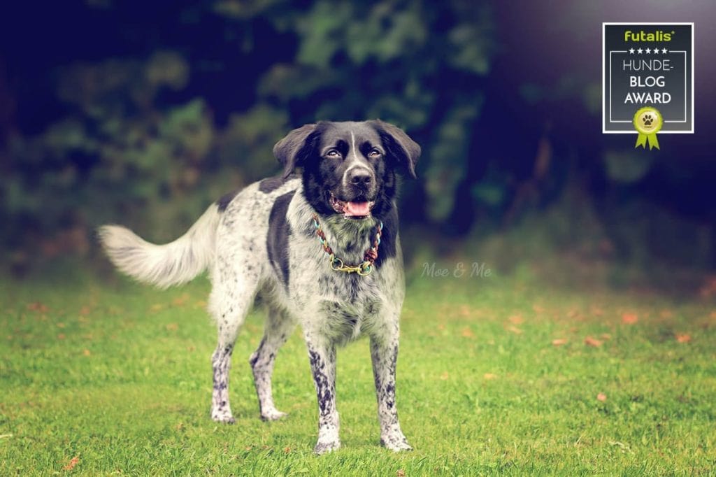 Hundeblog des Monats Februar 2017