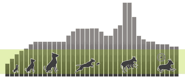 Lebenszyklus eines Hundes