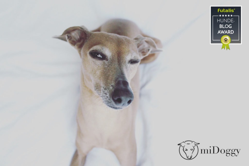 Hundeblog des Monats März 2017