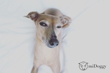Hundeblog des Monats März 2017
