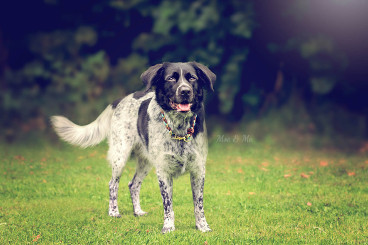 Hundeblog des Monats Februar 2017