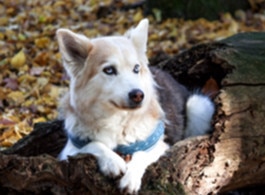 Husky Kyra