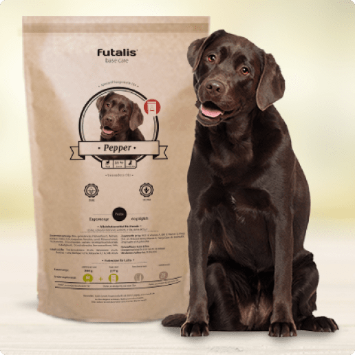 Labrador Retriever Futter