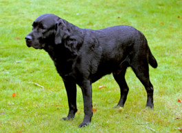 futalis Kundenstimme von: Gandalf (Labrador) futalis Kundenstimme von: Gandalf (Labrador)