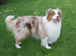 futalis Kundenstimme von: Jack (Australian Shepherd) futalis Kundenstimme von: Jack (Australian Shepherd)