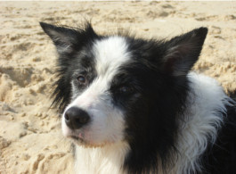 futalis Kundenstimme von: Lucca (Border Collie) futalis Kundenstimme von: Lucca (Border Collie)