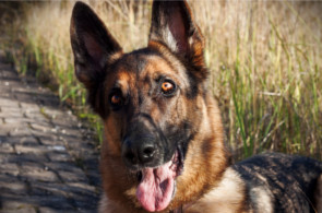 futalis Kundenstimme von: Nora (Schäferhund) futalis Kundenstimme von: Nora (Schäferhund)