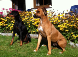 futalis Kundenstimme von: Tyson (Dobermann) und Aris (Rhodesian Ridgeback) futalis Kundenstimme von: Tyson (Dobermann) und Aris (Rhodesian Ridgeback)