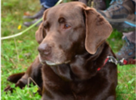 futalis Kundenstimme von: Emma (Labrador Retriever) futalis Kundenstimme von: Emma (Labrador Retriever)