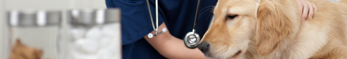 futalis arbeitet gemeinsam mit Tierärzten für die Gesundheit Ihres Hundes futalis arbeitet gemeinsam mit Tierärzten für die Gesundheit Ihres Hundes