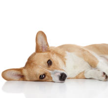 Krampfanfälle bei Hunden
