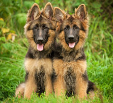 OCD bei Hunden